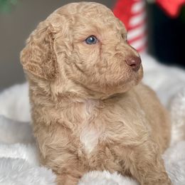 Simba - Apricot male Labradoodle puppy in San Antonio, Texas from I Love U Back Labradoodles, LLC