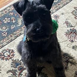 Miniature Schnauzer Puppies from Texas Dreams Mini Schnauzers