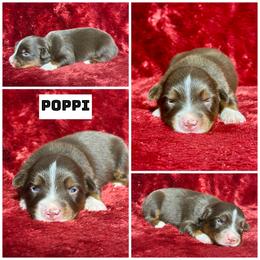 Poppi - Red tri female Miniature Australian Shepherd puppy in Lincoln, California from Country Dreams Mini Aussies