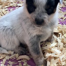 Girl 2 - Blue female Australian Cattle Dog puppy in Norton, Ohio from Australian Cattle Dog Company