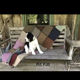 English Springer Spaniel Puppies from Georgia's Springers