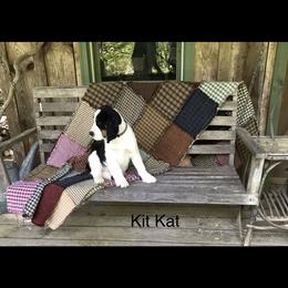 English Springer Spaniel Puppies from Georgia's Springers