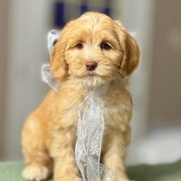 Butter - Caramel cream female Australian Labradoodle puppy in Anderson, California from Shaggy Doodles