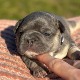 Luna - Tricolors female French Bulldog puppy in Salisbury, Maryland from 77 Frenchies Maryland
