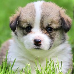Pembroke Welsh Corgi Puppies from Cosmere Corgis
