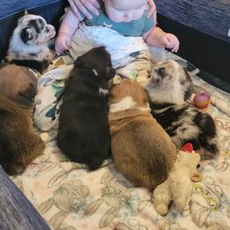American Corgi Puppies from Piney Woods Corgis