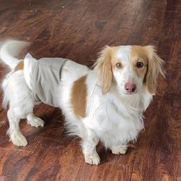Milo - Dachshund