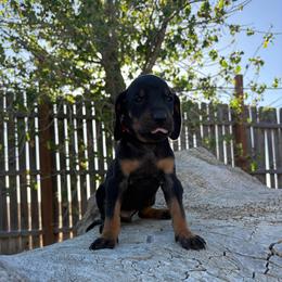 Father's Day Ready Red - Black and tan female Black and Tan Coonhound puppy in Pueblo, Colorado from BT Coonhound