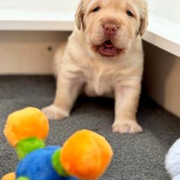 Boy - Yellow male Labrador Retriever puppy in Ohio from Infinity Labradors