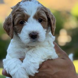 Britney Spears - Parti female Goldendoodle puppy in Yuciapa, California from AlltheDoodlez_
