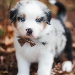 Aaron - Blue merle male Australian Shepherd puppy in Georgetown, Texas from River Reign Australian Shepherds