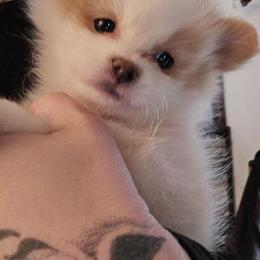 Pearl - Cream female Pomeranian puppy in Newport News, Virginia from Itty Bitty Poms