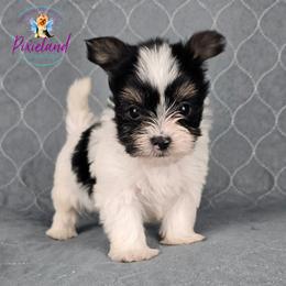 Reggie - Parti male Yorkshire Terrier puppy in Santa Clarita, California from Pixieland Yorkshire Terriers