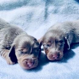 Dachshund Puppies from Meldox