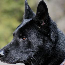Archie Vom Schultz - German Shepherd