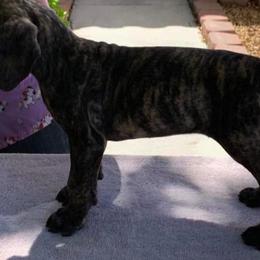 Great Dane Puppies from Mo'Danes