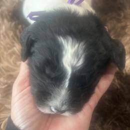 Peter - Black and white male Sheepadoodle puppy in Leeton, Missouri from Jane Farrell