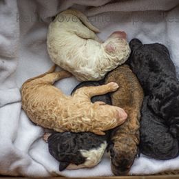 Poodle puppies from Kettle Cove Standard Poodles