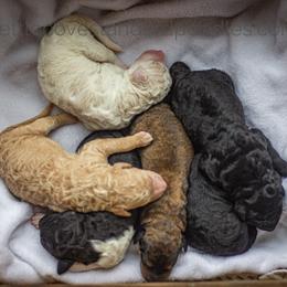 Poodle puppies from Kettle Cove Standard Poodles