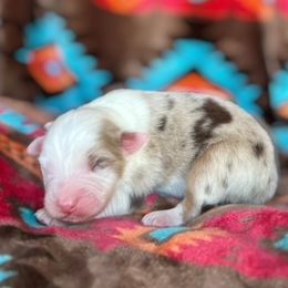 Australian Shepherd Puppies from Affinity Aussies
