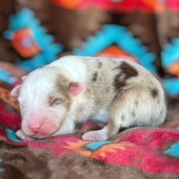 Australian Shepherd Puppies from Affinity Aussies