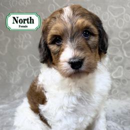 North - Sable female Bernedoodle puppy in Milan, Indiana from Doodles & Spice