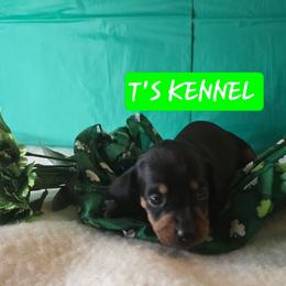 TULIP - Black and tan female Dachshund puppy in Poplarville, Mississippi from T's Kennel