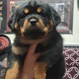 Girl 4 - Black and mahogany female Rottweiler puppy in De Witt, Iowa from Irish Eyes Kennels