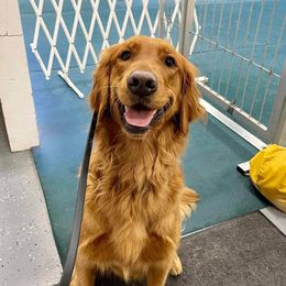 Malibu - Golden Retriever