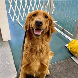 Malibu - Golden Retriever