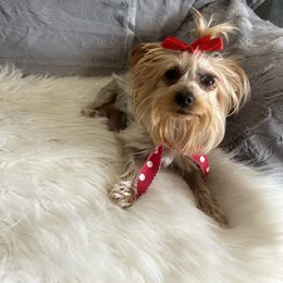 Maya sweetheart - Yorkshire Terrier