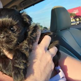 Shih Tzu Puppies from Chimera Shih Tzu
