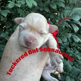 Syrah - Wheaten male Miniature Schnauzer puppy in Newark, Ohio from Tuckered Out Schnauzers