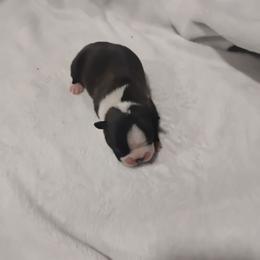Marvin - Brindle and white male Boston Terrier puppy in Catawba, North Carolina from Lil Wiggles Boston Terriers