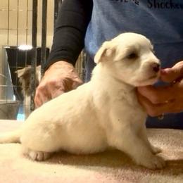 Girl 2 - Gold female Border Collie puppy in Farmersville, Texas from Omegamtn Border Collies