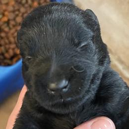 Boy 3 - Black male Scottish Terrier puppy in Fenton, Michigan from Carnes Croft Scotties