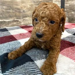 Copper - Red  male Poodle puppy in Osseo, Michigan from Paws in the Country