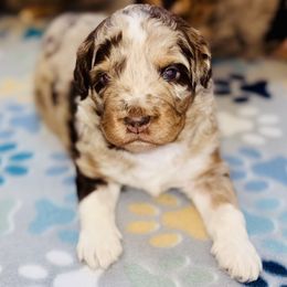 Red Merle, Female - Red merle female Aussiedoodle puppy in Parma, Idaho from Arena Valley Acres