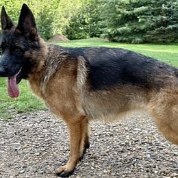 German Shepherds from De La Paz German Shepherds