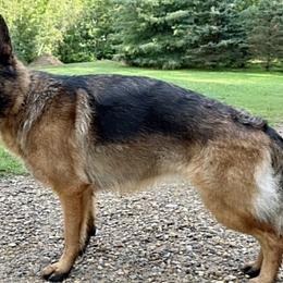 German Shepherds from De La Paz German Shepherds