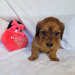 Violet - Sable female Dachshund puppy in Arab, Alabama from Cantrell’s Dachshund Den