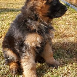 German Shepherd Puppies from vom Glock