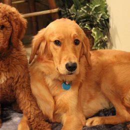 Aussiedoodles, Bernedoodles, and Goldendoodles from B&K Doodles, LLC