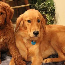 Aussiedoodles, Bernedoodles, and Goldendoodles from B&K Doodles, LLC