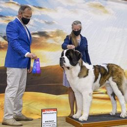 Saint Bernard All Grown Up from Kelly Hawtrey's Saint Bernards
