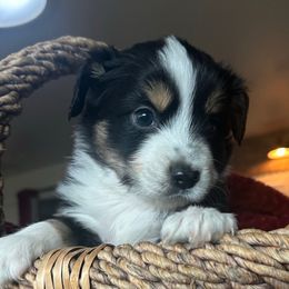 Cocoa - Black tri male Miniature Australian Shepherd puppy in Shingle Springs, California from Dream Dog Mini Aussies
