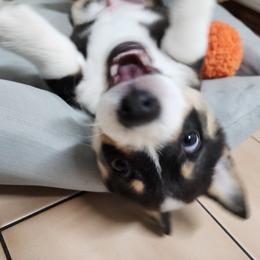 Pembroke Welsh Corgi Puppies from Shelly Bean Corgis
