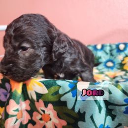Bedlington Terrier Puppies from Dreamy Muse Bedlingtons