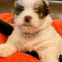 Cooper - Chocolate, tan and white male Yorkshire Terrier puppy in Tangipahoa County, Louisiana from Riche’ Louisiana Yorkies