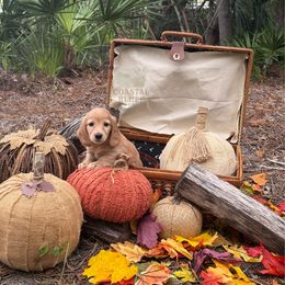 Sky - Red female Dachshund puppy in Woodbine, Georgia from Coastal Bluff Pups